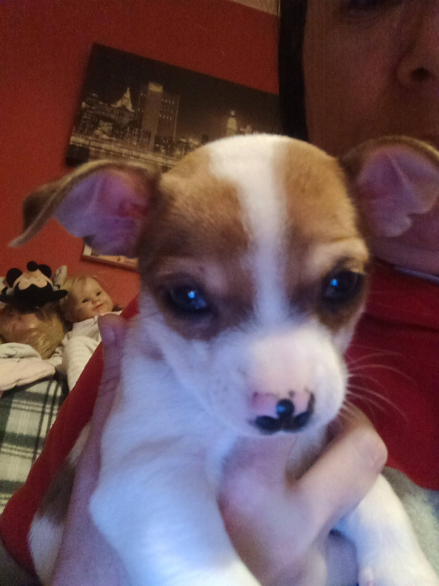 Raven participe au concours pour gagner de l'argent avec cette photo : ancient_dog_breeds, canidae, carnivore, companion_dog, dog, dog_breed, ear, fawn, fur, irishjacks, non_sporting_group, puppy_love, snout, sporting_group, toy_dog, whiskers, working_animal