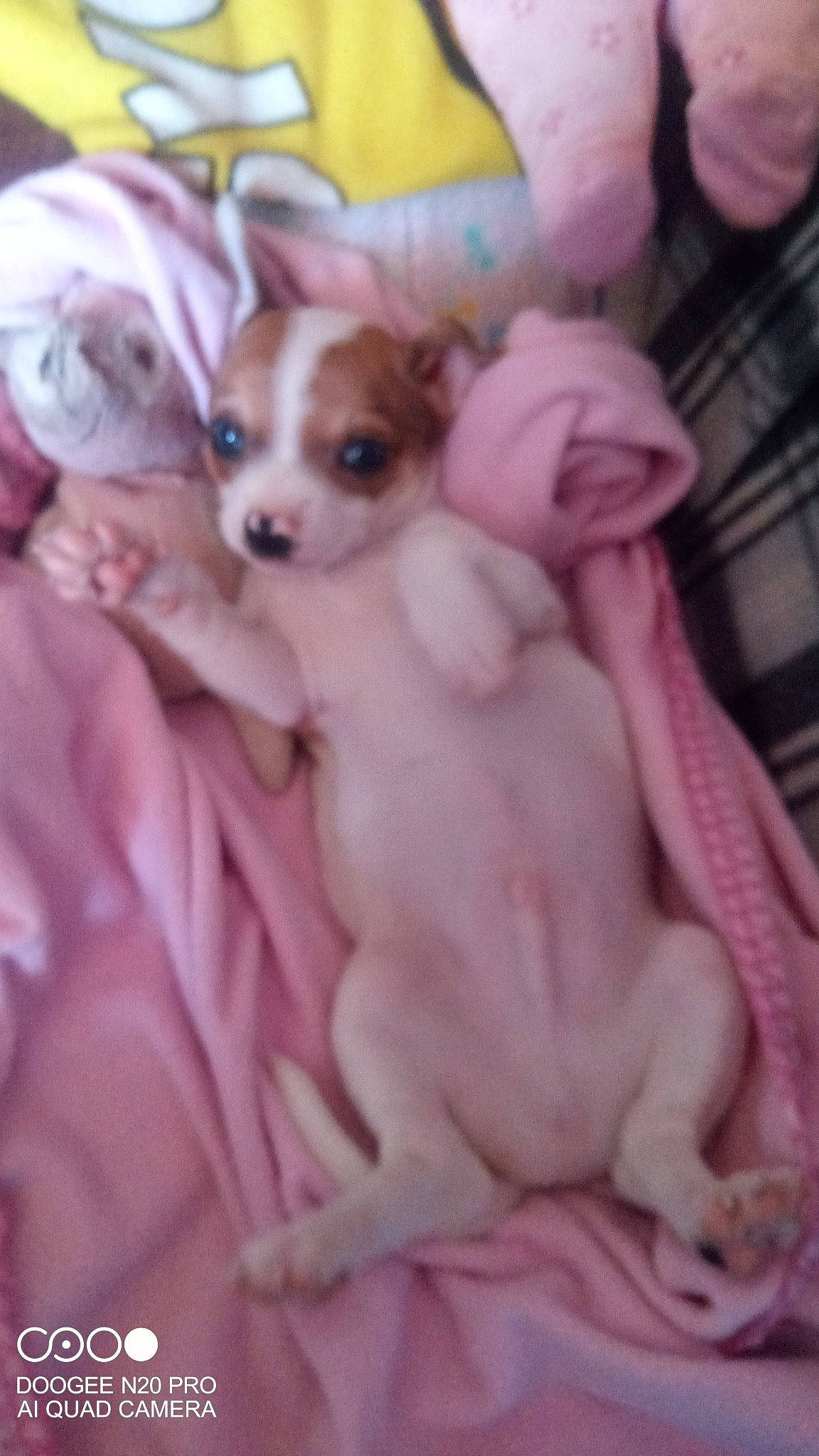 Raven participe au concours pour gagner de l'argent avec cette photo : canidae, carnivore, chihuahua, companion_dog, corgi_chihuahua, dog, dog_breed, dog_supply, ear, fawn, fur, magenta, non_sporting_group, pet_supply, pink, snout, sporting_group, toy_dog, whiskers, working_animal