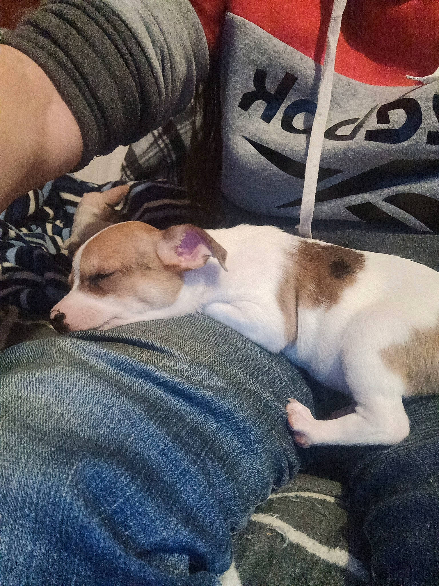 Raven participe au concours pour gagner de l'argent avec cette photo : canidae, carnivore, cat, comfort, companion_dog, dog_breed, domestic_short_haired_cat, fawn, felidae, fur, human_leg, lap, linens, nap, pattern, paw, puppy, small_to_medium_sized_cats, tail, whiskers