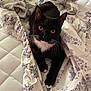 Zena is registered to the contest to win money with this photo: animal, bed, bedding, black_and_white, blanket, cat, cozy, curious, cute, fabric, feline, floral_pattern, indoor, paws, pet, resting, soft, textile, tuxedo_cat, whiskers