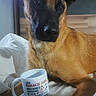 Orphée participe au concours pour gagner de l'argent avec cette photo : animal, art, beverage, boxer, bulldog, canine, coffee, coffeecup, cup, dog, espresso, germanshepherd, hound, labradorretriever, pet, porcelain, pottery, puppy, saucer, terrier
