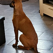 Orphée participe au concours pour gagner de l'argent avec cette photo : accessories, animal, boxer, bulldog, canine, dog, flagstone, furniture, hardwood, hound, labradorretriever, path, person, pet, plywood, puppy, slate, strap, walkway, wood