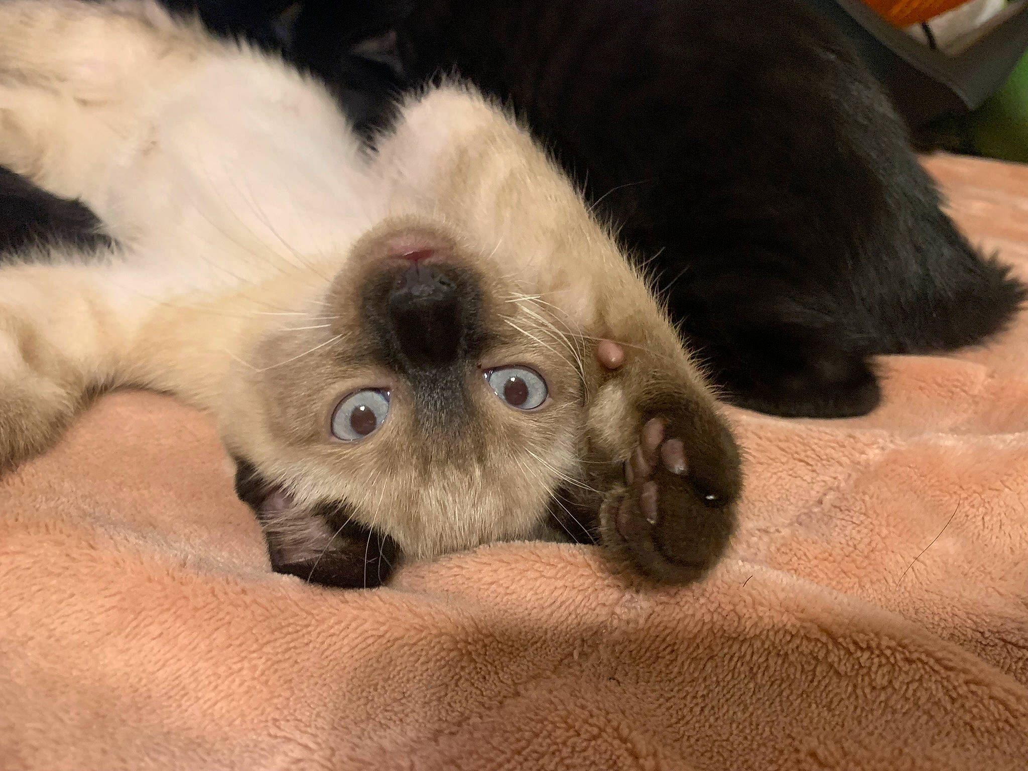 Luckythirteen is registered to the contest to win money with this photo: carnivore, cat, claw, comfort, dog_breed, fawn, felidae, foot, fur, nap, paw, siamese, small_to_medium_sized_cats, snout, sporting_group, tail, terrestrial_animal, whiskers