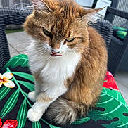 Chouquette participe au concours pour gagner de l'argent avec cette photo : animal, cat, close_up, feline, fluffy_cat, fur, garden, green_leaves, orange_cat, outdoor, patio, pet, plumeria_flower, red_flower, sitting, tongue_out, tropical_pattern, whiskers, white_cat, wicker_chair