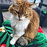 animal, cat, close_up, feline, fluffy_cat, fur, garden, green_leaves, orange_cat, outdoor, patio, pet, plumeria_flower, red_flower, sitting, tongue_out, tropical_pattern, whiskers, white_cat, wicker_chair