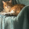 Chouquette a rejoint le concours — aidez-le/la à gagner de superbes lots ! animal, blanket, cat, chair, comfortable, cozy, domestic, ears, eyes, feline, fur, home, indoor, pet, plush, relaxing, resting, soft_light, teal, whiskers