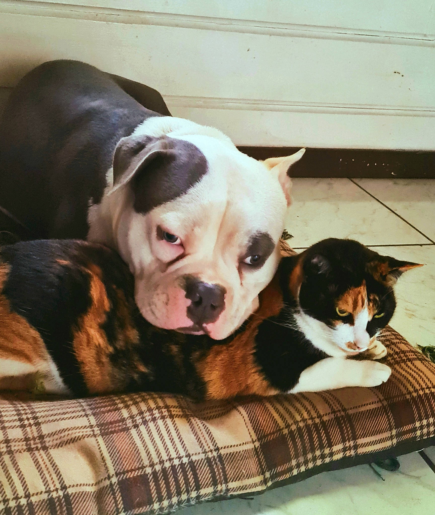 Koba a rejoint le concours — aidez-le/la à gagner de superbes lots ! boston_terrier, bulldog, canidae, carnivore, cat, collar, comfort, companion_dog, dog, dog_breed, fawn, paw, plaid, snout, sporting_group, tartan, toy_dog, whiskers, wood, working_animal