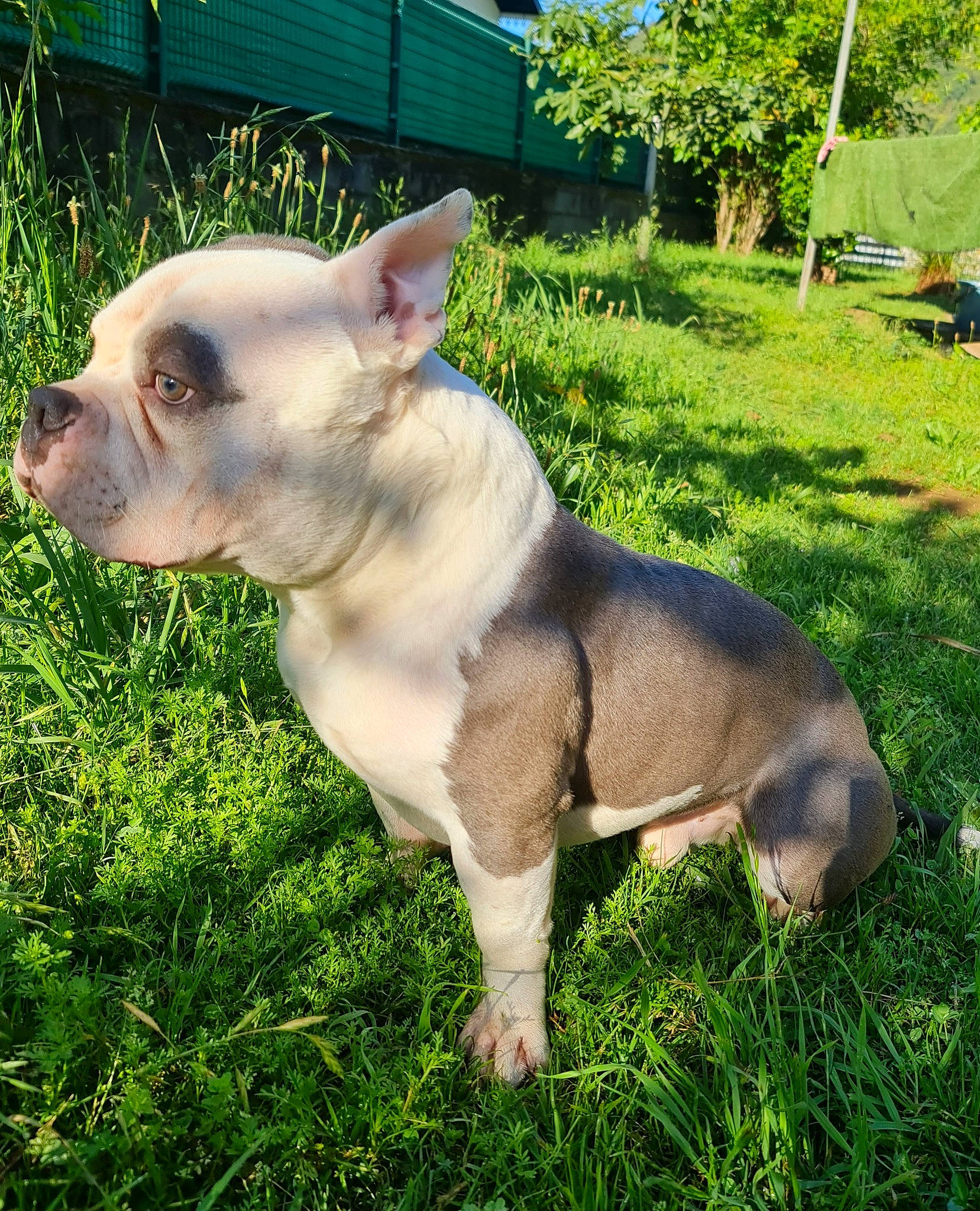 Koba participe au concours pour gagner de l'argent avec cette photo : canidae, carnivore, collar, companion_dog, dog, dog_breed, dogo_guatemalteco, ear, fawn, grass, jaw, non_sporting_group, plant, snout, sporting_group, tail, terrestrial_animal, tree, whiskers, working_animal