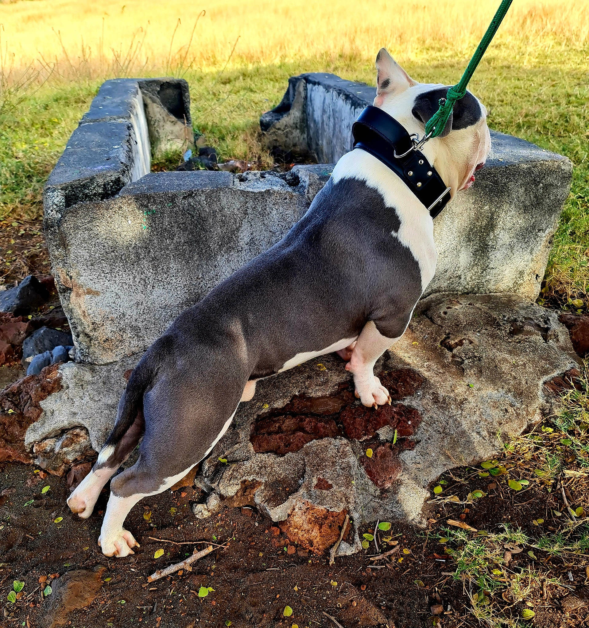 Koba a rejoint le concours — aidez-le/la à gagner de superbes lots ! canidae, carnivore, collar, companion_dog, dog, dog_breed, dog_collar, dog_supply, fawn, grass, leash, mammal, pet_supply, snout, soil, sporting_group, tail, terrestrial_animal, water, working_animal