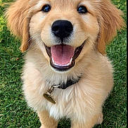 Setzer joined the competition — help win amazing prizes! golden_retriever, puppy, dog, smiling, happy, grass, outdoor, pet, cute, fluffy, collar, animal, mammal, young, friendly, portrait, sitting, nature, playful, canine