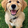 golden_retriever, puppy, dog, smiling, happy, grass, outdoor, pet, cute, fluffy, collar, animal, mammal, young, friendly, portrait, sitting, nature, playful, canine
