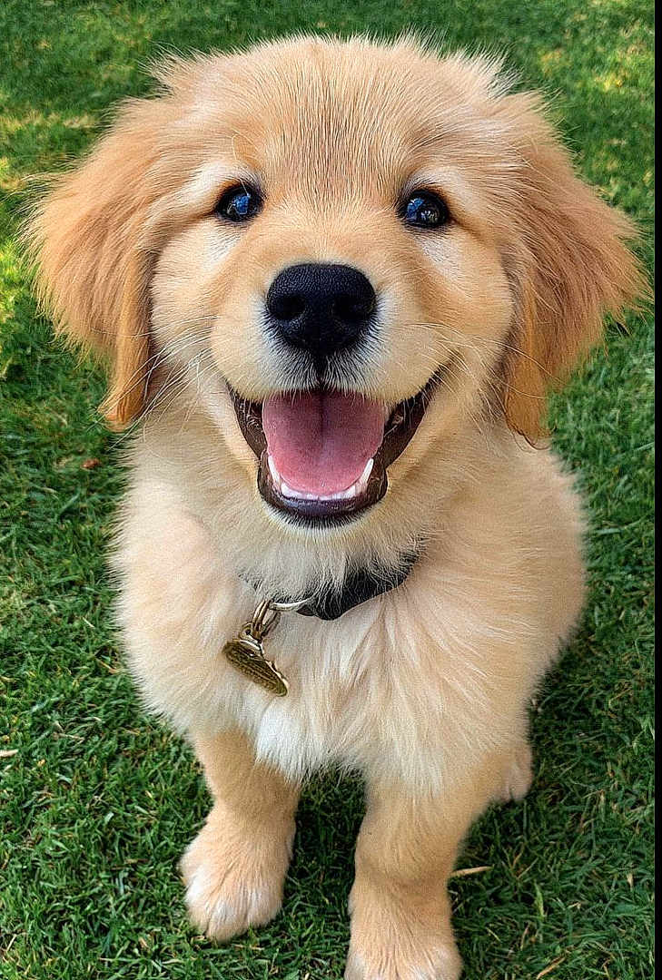 Setzer joined the competition — help win amazing prizes! golden_retriever, puppy, dog, smiling, happy, grass, outdoor, pet, cute, fluffy, collar, animal, mammal, young, friendly, portrait, sitting, nature, playful, canine