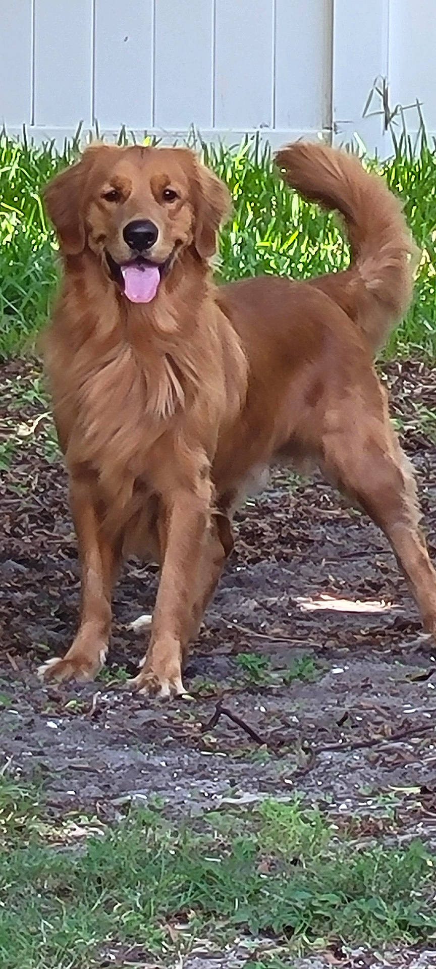 Ruger is registered to the contest to win money with this photo: animal, canine, cute, daylight, dog, domestic_animal, friendly, fur, golden_retriever, grass, happy, mammal, nature, outdoor, pet, playing, standing, tail, tongue_out, yard