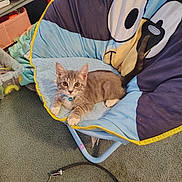 Boots joined the competition — help win amazing prizes! animal, blanket, blue_eyes, carpet, cartoon, cat, chair, collar, colorful, cozy, cushion, feline, home, indoors, kitten, lying_down, pet, portrait, sitting, toy