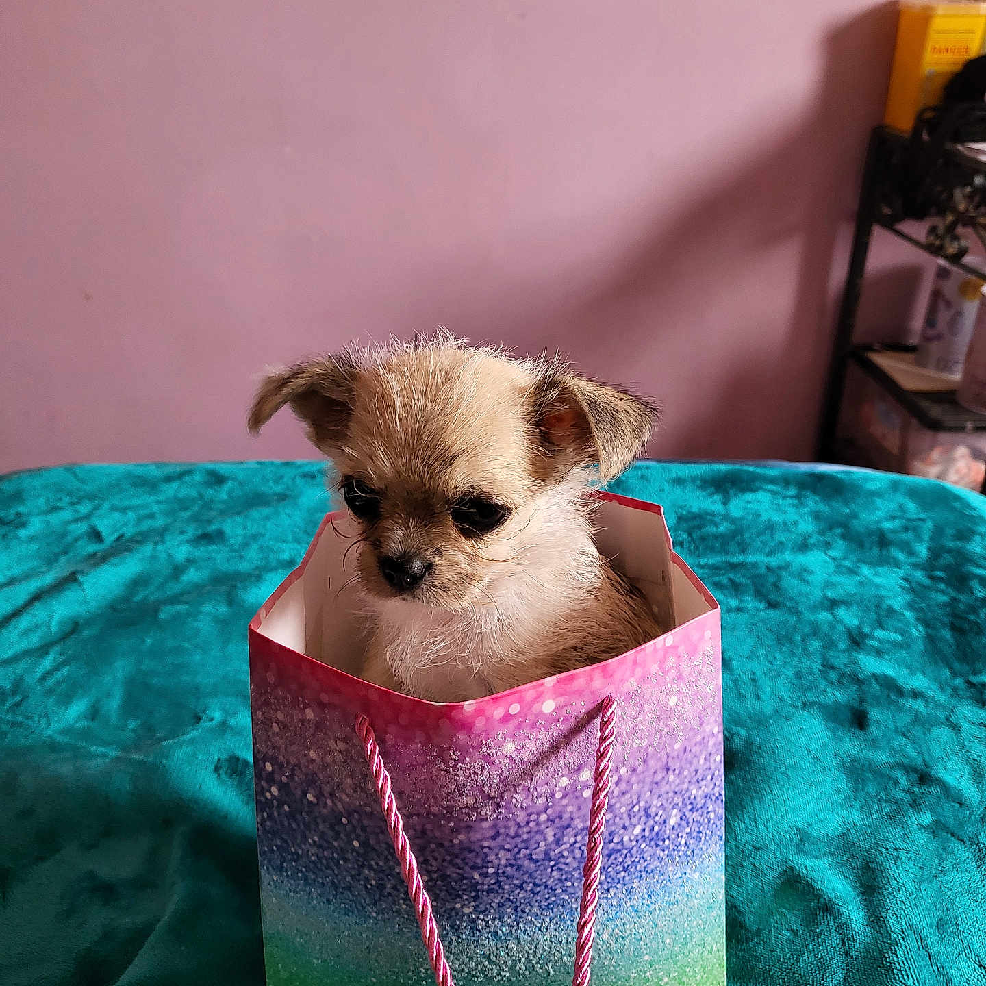 Molly is registered to the contest to win money with this photo: animal, colorful, cute, dog, domestic_animal, ears, fluffy, fur, gift_bag, glitter, hand, indoor, looking_down, pet, pink_wall, present, puppy, sitting, small, teal_blanket