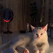 Navy joined the competition — help win amazing prizes! cat, white_cat, pet, animal, table, mirror, vintage, plant, decor, indoor, furniture, pink_paws, pink_nose, relaxed, cute, soft_light, cozy, calm, resting, elegant