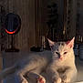 cat, white_cat, pet, animal, table, mirror, vintage, plant, decor, indoor, furniture, pink_paws, pink_nose, relaxed, cute, soft_light, cozy, calm, resting, elegant