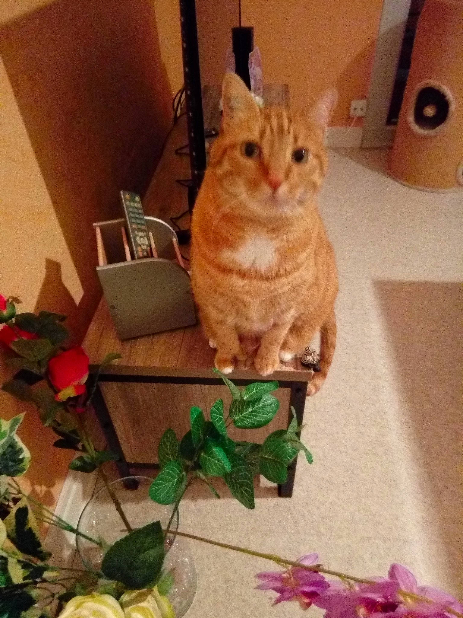 Garlfield a rejoint le concours — aidez-le/la à gagner de superbes lots ! art, box, carnivore, cat, chair, creative_arts, fawn, felidae, flooring, flower, flowerpot, hardwood, petal, plant, rose, small_to_medium_sized_cats, snout, tail, whiskers, wood