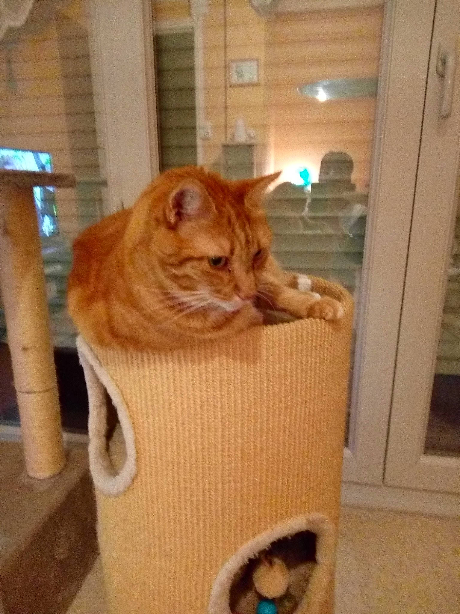 Garlfield a rejoint le concours — aidez-le/la à gagner de superbes lots ! carnivore, cat, cat_supply, chair, comfort, fawn, felidae, floor, flooring, hardwood, mammal, pet_supply, plywood, small_to_medium_sized_cats, tail, tire, whiskers, window, wood, wood_stain