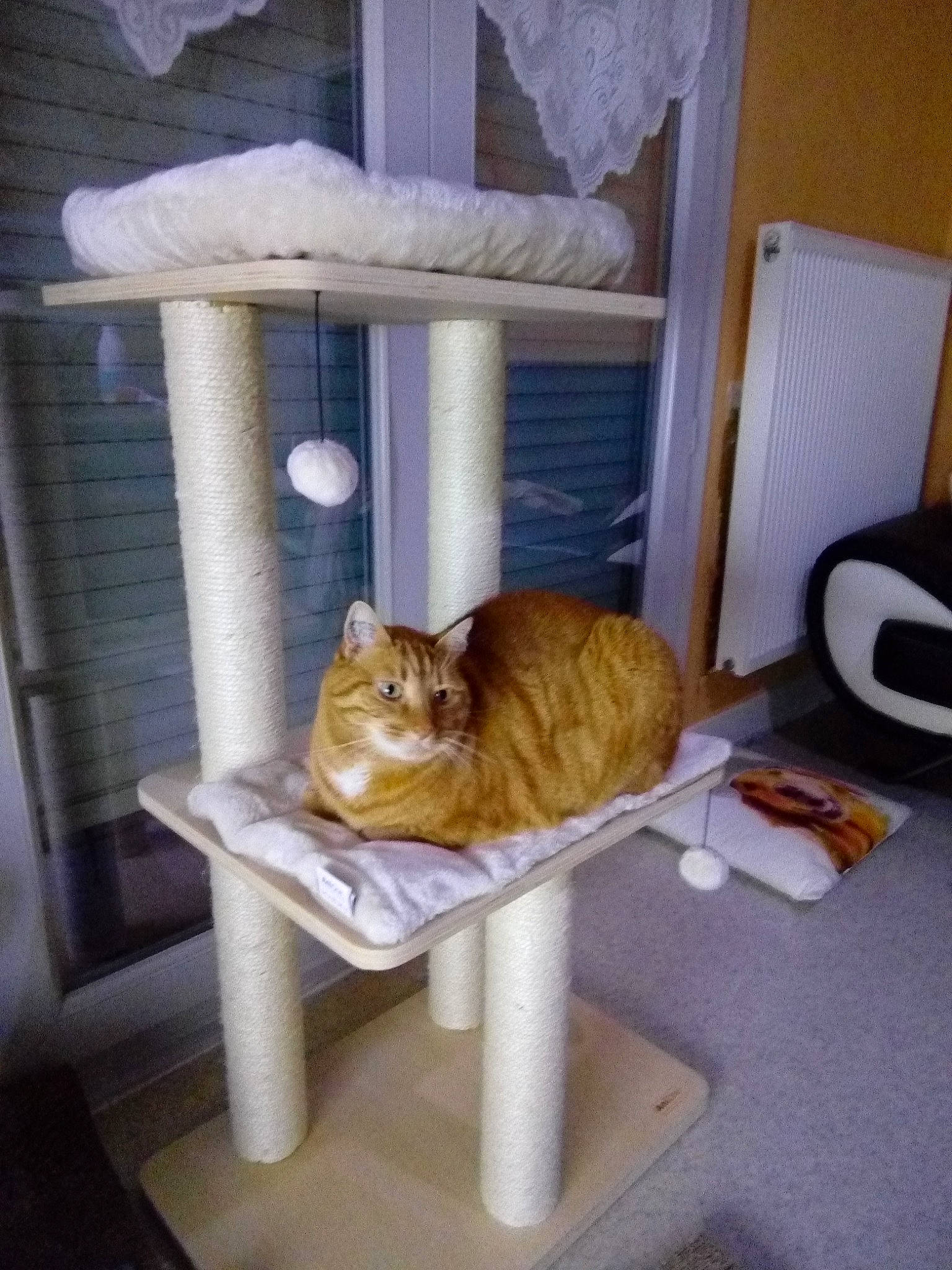 Garlfield participe au concours pour gagner de l'argent avec cette photo : carnivore, cat, cat_furniture, cat_supply, chair, comfort, domestic_short_haired_cat, fawn, felidae, floor, flooring, fur, hardwood, pedestal, pet_supply, room, small_to_medium_sized_cats, tail, whiskers, wood