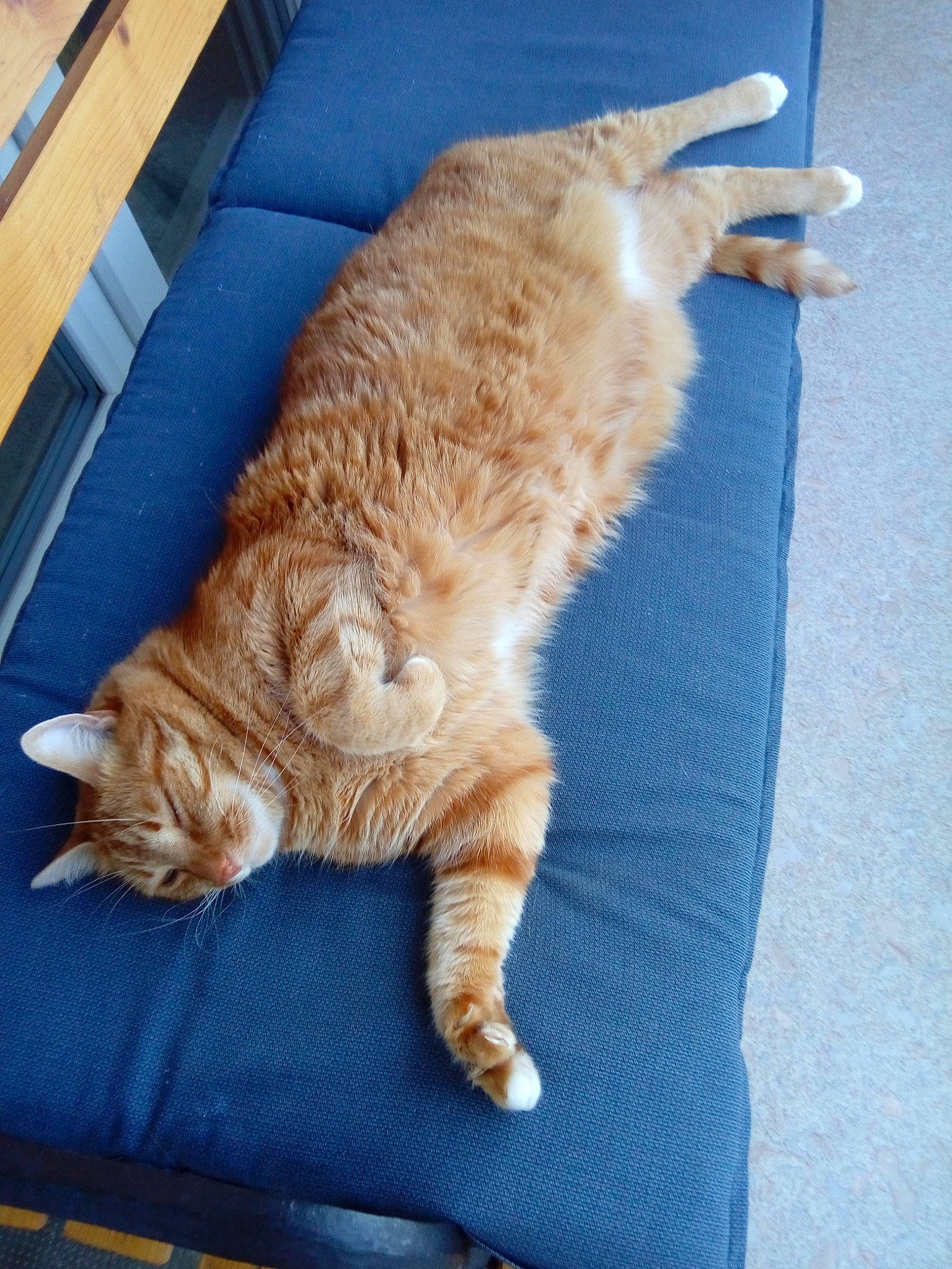 Garlfield a rejoint le concours — aidez-le/la à gagner de superbes lots ! carnivore, cat, claw, collar, comfort, companion_dog, couch, domestic_short_haired_cat, fawn, felidae, floor, flooring, fur, human_leg, paw, small_to_medium_sized_cats, snout, tail, whiskers, wood