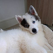 Nanook participe au concours pour gagner de l'argent avec cette photo : dog, puppy, husky, blue_eyes, fluffy, white_fur, gray_fur, pet_bed, indoor, relaxed, cute, animal, laying_down, close_up, young_dog, canine, ears, face, nose, fur