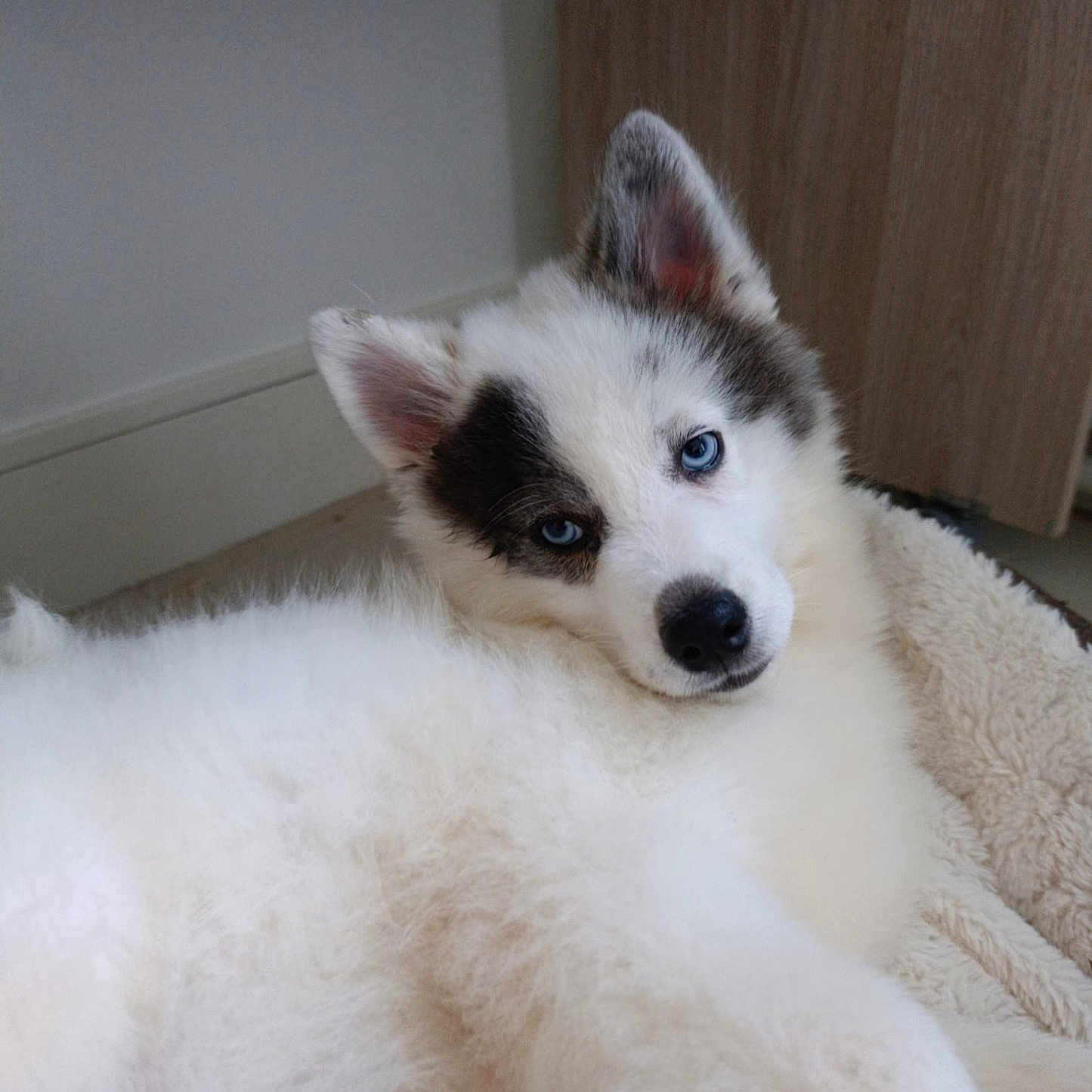 Nanook participe au concours pour gagner de l'argent avec cette photo : animal, blue_eyes, canine, close_up, cute, dog, ears, face, fluffy, fur, gray_fur, husky, indoor, laying_down, nose, pet_bed, puppy, relaxed, white_fur, young_dog