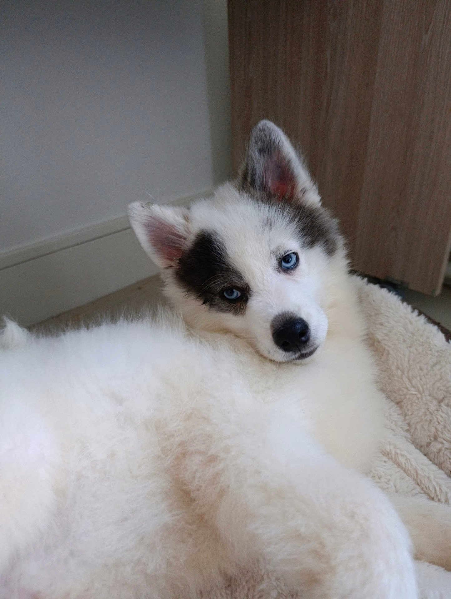 Nanook participe au concours pour gagner de l'argent avec cette photo : dog, puppy, husky, blue_eyes, fluffy, white_fur, gray_fur, pet_bed, indoor, relaxed, cute, animal, laying_down, close_up, young_dog, canine, ears, face, nose, fur