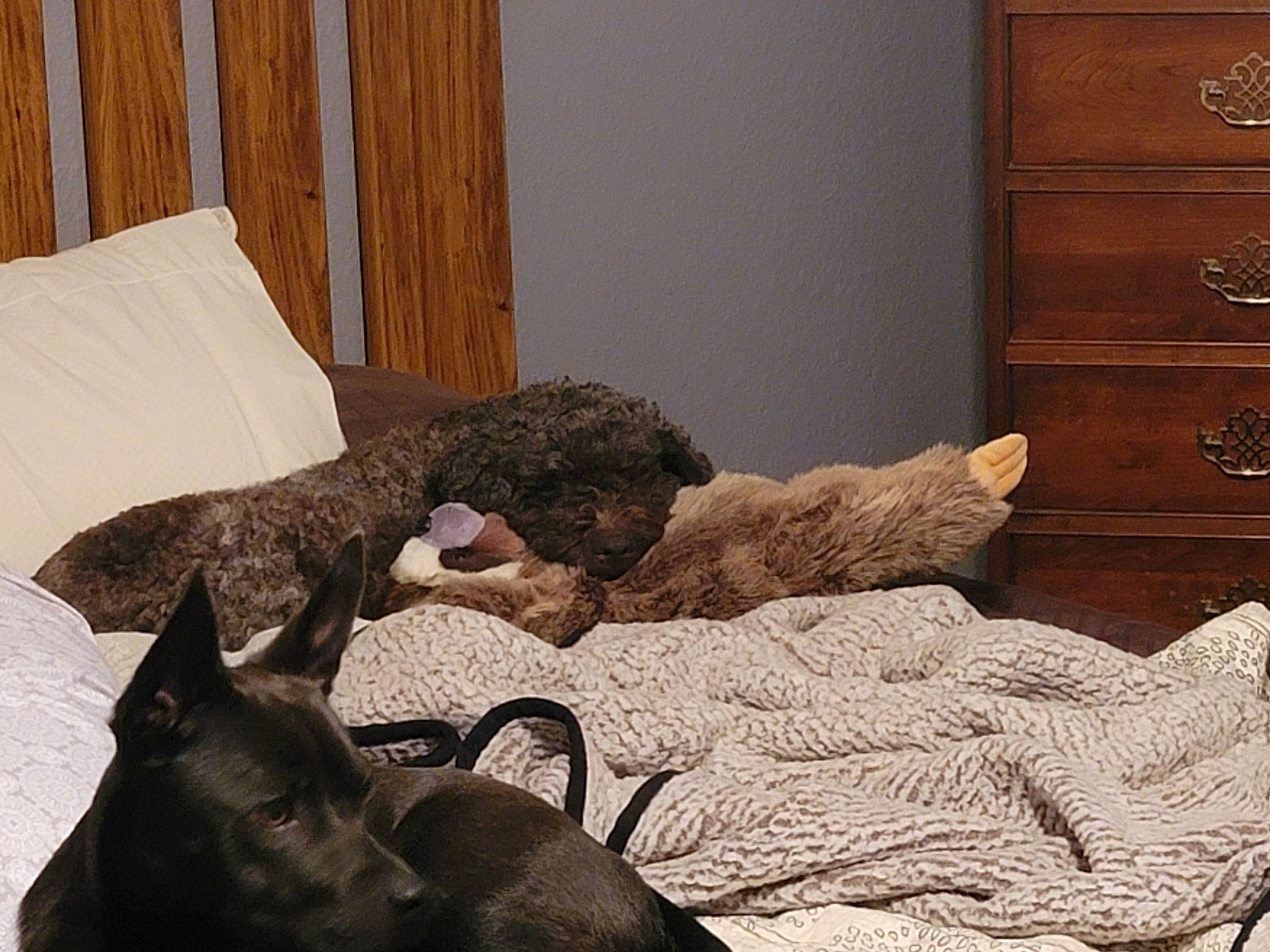 Kneesaa is registered to the contest to win money with this photo: bedding, brown, cabinetry, carnivore, comfort, dog_breed, drawer, dresser, fawn, felidae, flooring, furniture, grey, hardwood, linens, liver, room, small_to_medium_sized_cats, wood, working_animal