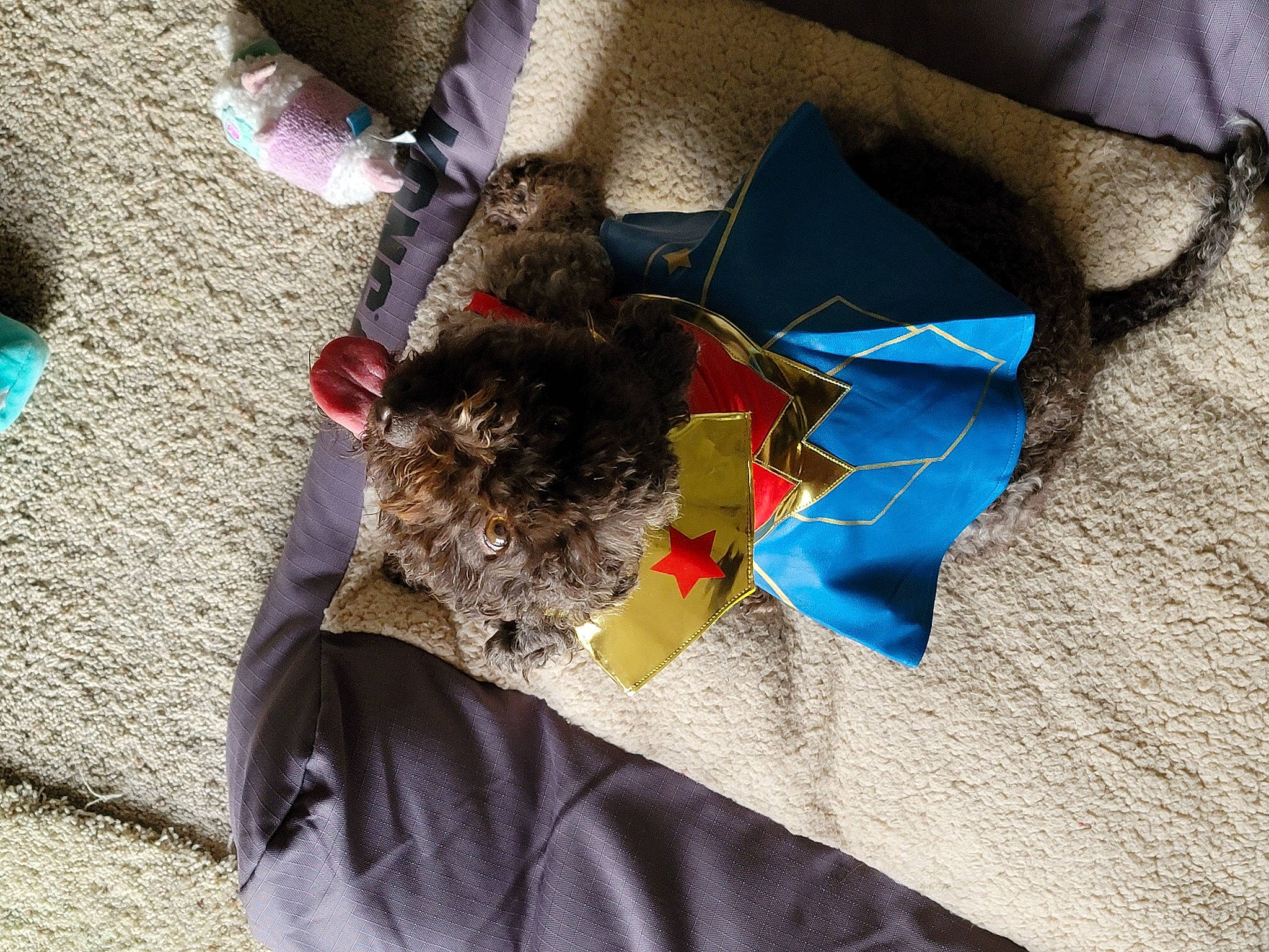 Kneesaa joined the competition — help win amazing prizes! canidae, carnivore, comfort, companion_dog, dog, dog_breed, electric_blue, fashion_accessory, felidae, fur, human_leg, mammal, small_to_medium_sized_cats, sporting_group, tail, toy, vertebrate