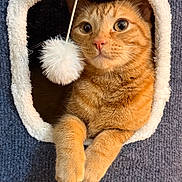 Cheeto is registered to the contest to win money with this photo: animal, cat, cat_house, closeup, cozy, curious, cute, feline, fur, indoor, orange_tabby, paws, pet, playful, pom_pom, relaxed, soft_texture, toy, warm, whiskers