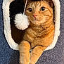 animal, cat, cat_house, closeup, cozy, curious, cute, feline, fur, indoor, orange_tabby, paws, pet, playful, pom_pom, relaxed, soft_texture, toy, warm, whiskers