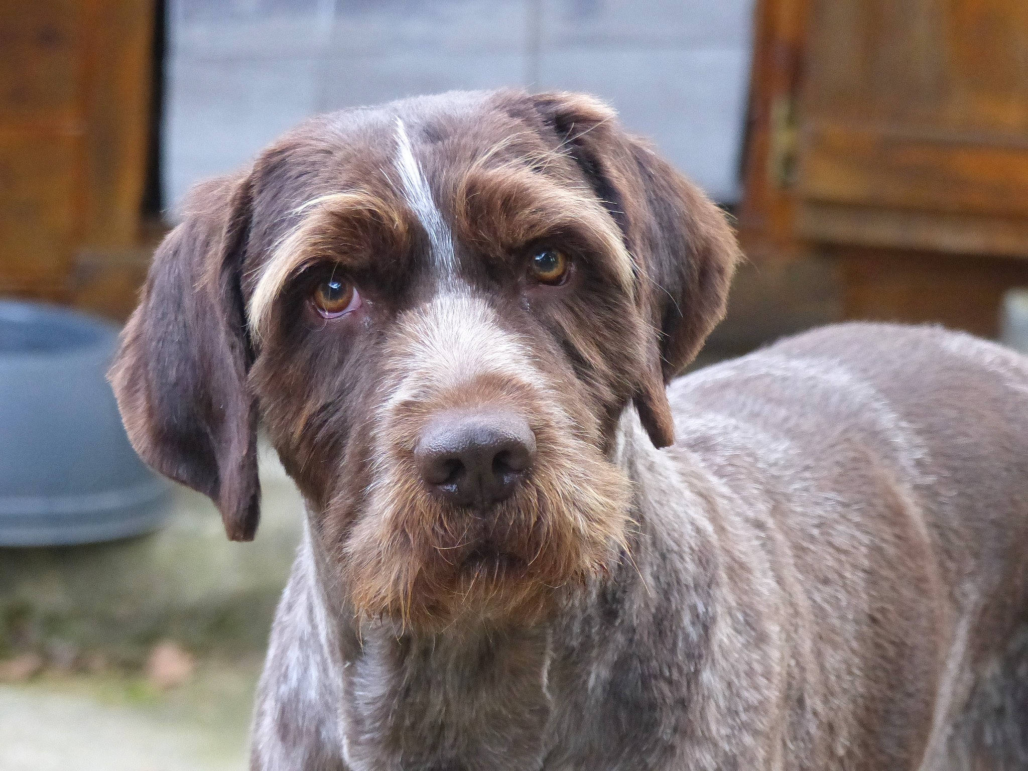 Fakir a rejoint le concours — aidez-le/la à gagner de superbes lots ! canidae, carnivore, companion_dog, dog, dog_breed, fawn, fur, hunting_dog, liver, sporting_group, terrestrial_animal, whiskers, wood, working_animal