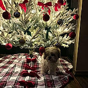 Bambi joined the competition — help win amazing prizes! dog, christmas_tree, ornaments, red_bows, plaid_tree_skirt, indoor, holiday, decorations, festive, lights, floor, wood_floor, pet, small_dog, fluffy, cozy, seasonal, celebration, home, christmas