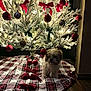 dog, christmas_tree, ornaments, red_bows, plaid_tree_skirt, indoor, holiday, decorations, festive, lights, floor, wood_floor, pet, small_dog, fluffy, cozy, seasonal, celebration, home, christmas
