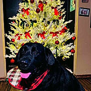 Bear joined the competition — help win amazing prizes! dog, black_dog, christmas_tree, holiday, indoor, decorations, red_bow, ornaments, wood_floor, festive, bandana, pet, animal, smiling, tongue_out, celebration, tree_skirt, plush, cheerful, seasonal