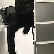 Romy participe au concours pour gagner de l'argent avec cette photo : animal, black_cat, cat, cute, domestic_cat, eye_contact, feline, fur, household, indoor, long_leg, looking_at_camera, minimalist, paw, pet, posing, relaxed, resting, white_wall, yellow_eyes
