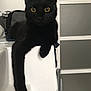 animal, black_cat, cat, cute, domestic_cat, eye_contact, feline, fur, household, indoor, long_leg, looking_at_camera, minimalist, paw, pet, posing, relaxed, resting, white_wall, yellow_eyes