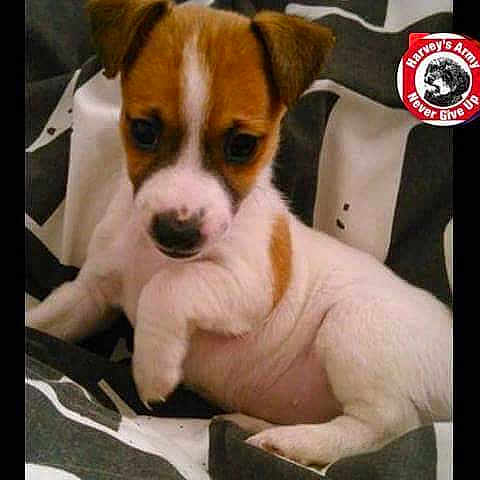 Poppy is registered to the contest to win money with this photo: