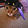 cat, costume, purple, black, horns, wings, pet, animal, carpet, closeup, indoor, cute, feline, whiskers, ears, eyes, muzzle, lying_down, playful, dressup