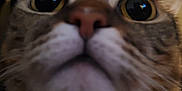 Winter is registered to the contest to win money with this photo: cat, close_up, whiskers, nose, ears, fur, animal, pet, indoor, curious, looking_up, feline, face, portrait, domestic_animal, tabby, muzzle, soft_light, blur, expression