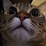 cat, close_up, whiskers, nose, ears, fur, animal, pet, indoor, curious, looking_up, feline, face, portrait, domestic_animal, tabby, muzzle, soft_light, blur, expression