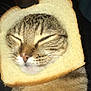 cat, bread, slice_of_bread, animal, pet, whiskers, face, fur, cute, sleeping, closed_eyes, muzzle, nose, tabby, domestic_cat, funny, costume, closeup, indoor, portrait