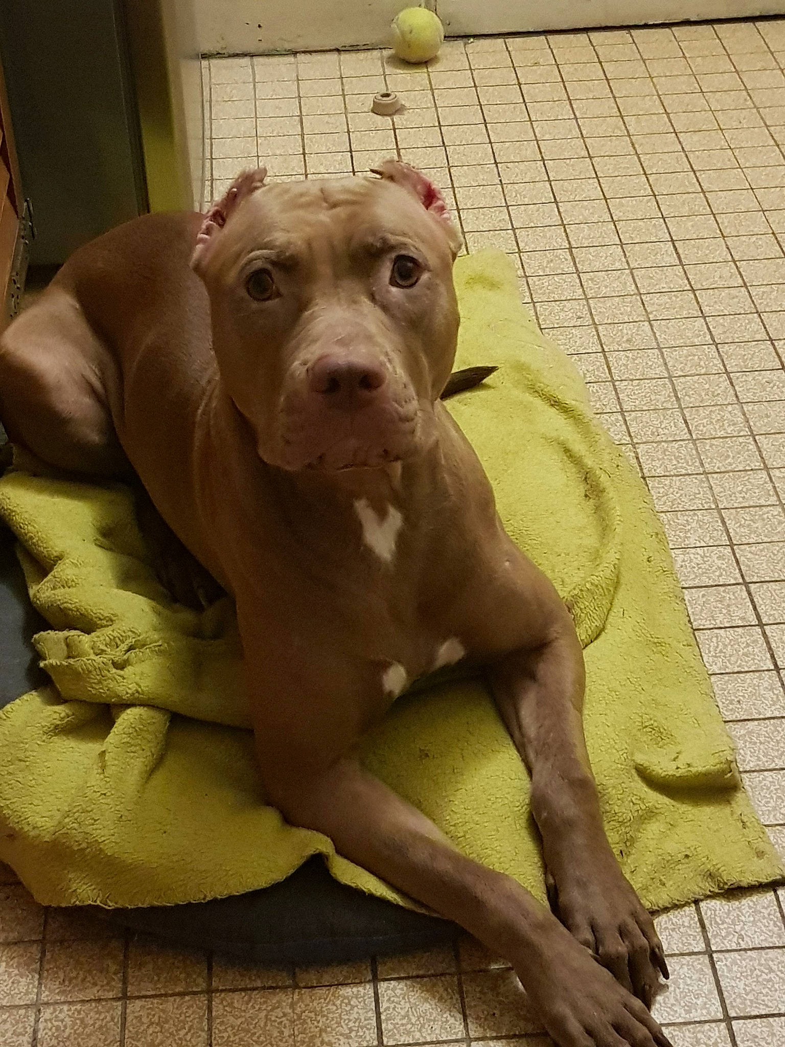 Sanga a rejoint le concours — aidez-le/la à gagner de superbes lots ! american_bulldog, american_pit_bull_terrier, american_staffordshire_terrier, canidae, carnivore, dog, dog_breed, fawn, mammal, non_sporting_group, pit_bull, snout, sporting_group, vertebrate, weimaraner