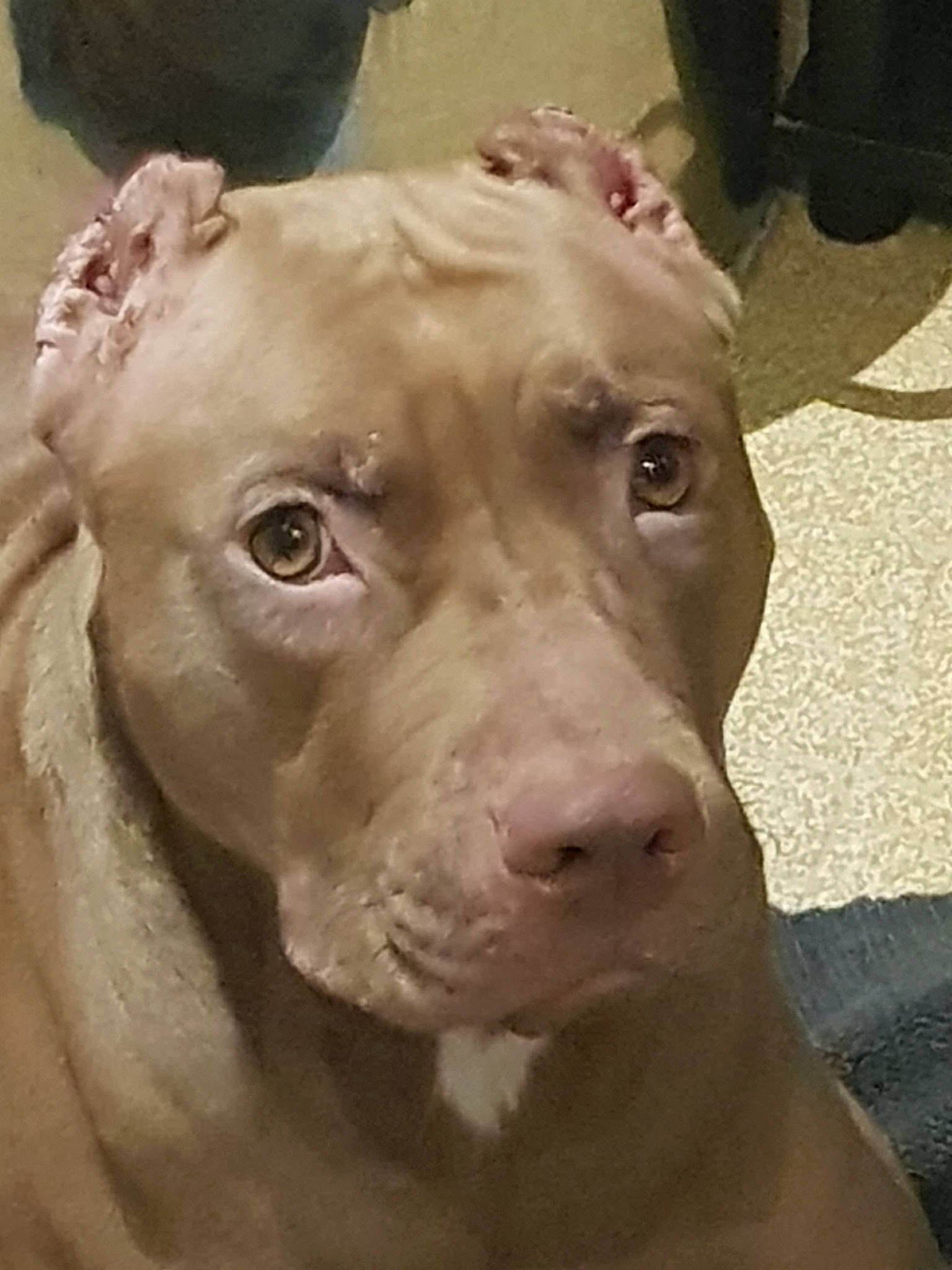 Sanga a rejoint le concours — aidez-le/la à gagner de superbes lots ! american_pit_bull_terrier, american_staffordshire_terrier, bull_and_terrier, bully_kutta, canidae, carnivore, cordoba_fighting_dog, dog, dog_breed, dogo_argentino, ear, fawn, mammal, non_sporting_group, nose, pit_bull, rare_breed_dog, snout, sporting_group, vertebrate