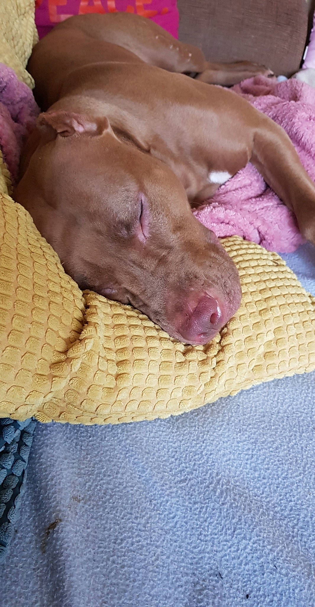 Sanga a rejoint le concours — aidez-le/la à gagner de superbes lots ! american_pit_bull_terrier, canidae, carnivore, dog, dog_breed, fawn, pharaoh_hound, pointing_breed, snout, sporting_group, vizsla, weimaraner, wrinkle