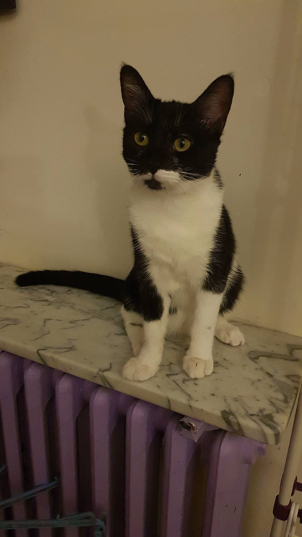 Bibi a rejoint le concours — aidez-le/la à gagner de superbes lots ! aegean_cat, american_wirehair, asian, black_and_white, carnivore, cat, domestic_short_haired_cat, european_shorthair, eye, felidae, german_rex, japanese_bobtail, kitten, mammal, ojos_azules, polydactyl_cat, small_to_medium_sized_cats, tail, whiskers