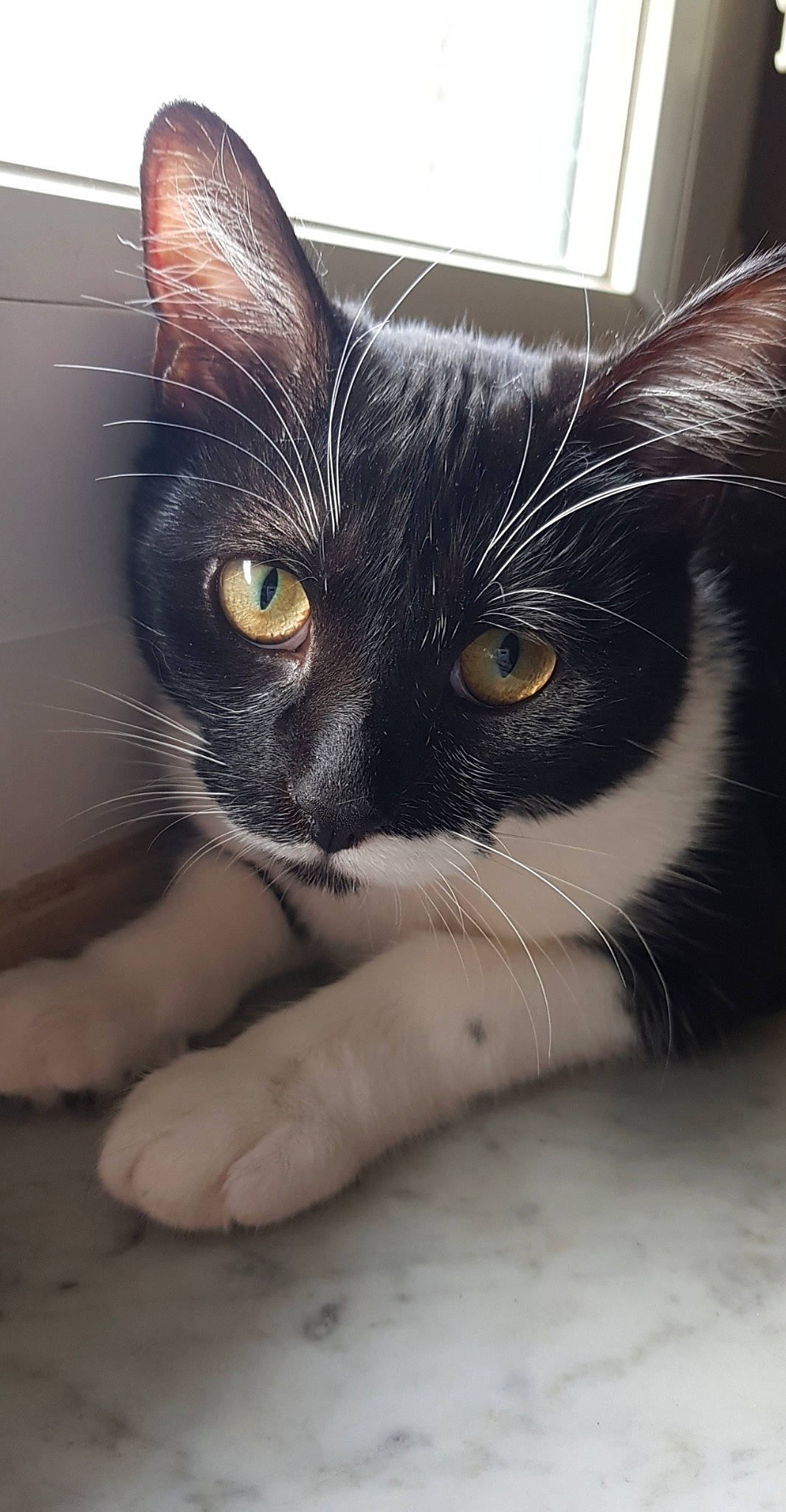 Bibi participe au concours pour gagner de l'argent avec cette photo : aegean_cat, asian, black_and_white, black_cat, carnivore, cat, domestic_short_haired_cat, ear, european_shorthair, eye, felidae, fur, kitten, mammal, ojos_azules, polydactyl_cat, small_to_medium_sized_cats, snout, whiskers