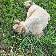 Tuffles joined the competition — help win amazing prizes! dog, grass, outdoor, animal, pet, lying_down, nature, canine, fur, greenery, relaxed, sunlight, collar, mammal, resting, field, leaf, summer, daytime, cute