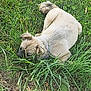 dog, grass, outdoor, animal, pet, lying_down, nature, canine, fur, greenery, relaxed, sunlight, collar, mammal, resting, field, leaf, summer, daytime, cute